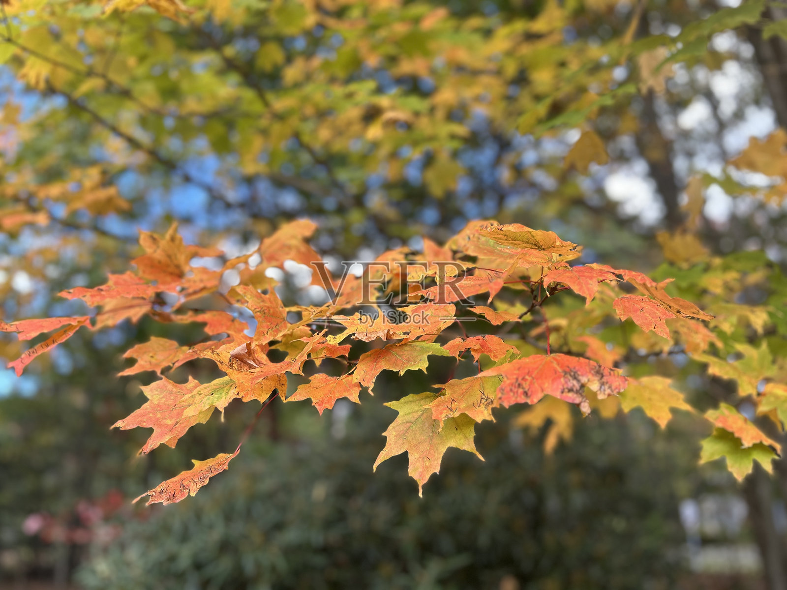 秋天的树叶照片摄影图片