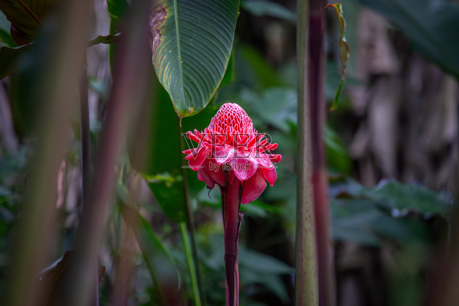 火炬姜（Etlingera elatior），瓷玫瑰，姜科。照片摄影图片