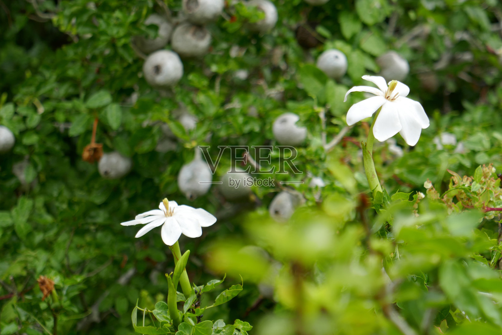 南非西开普省照片摄影图片