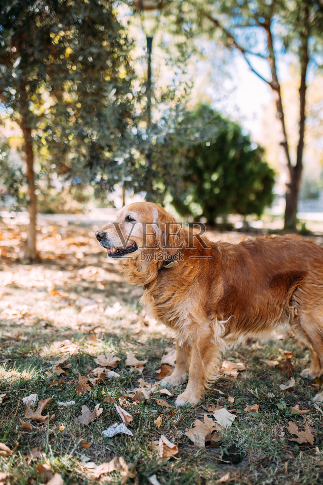 金毛寻回犬在花园里漫步照片摄影图片