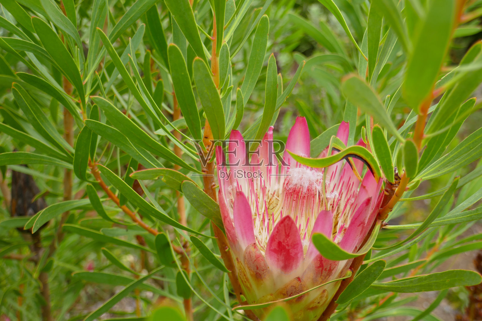 南非西开普省照片摄影图片