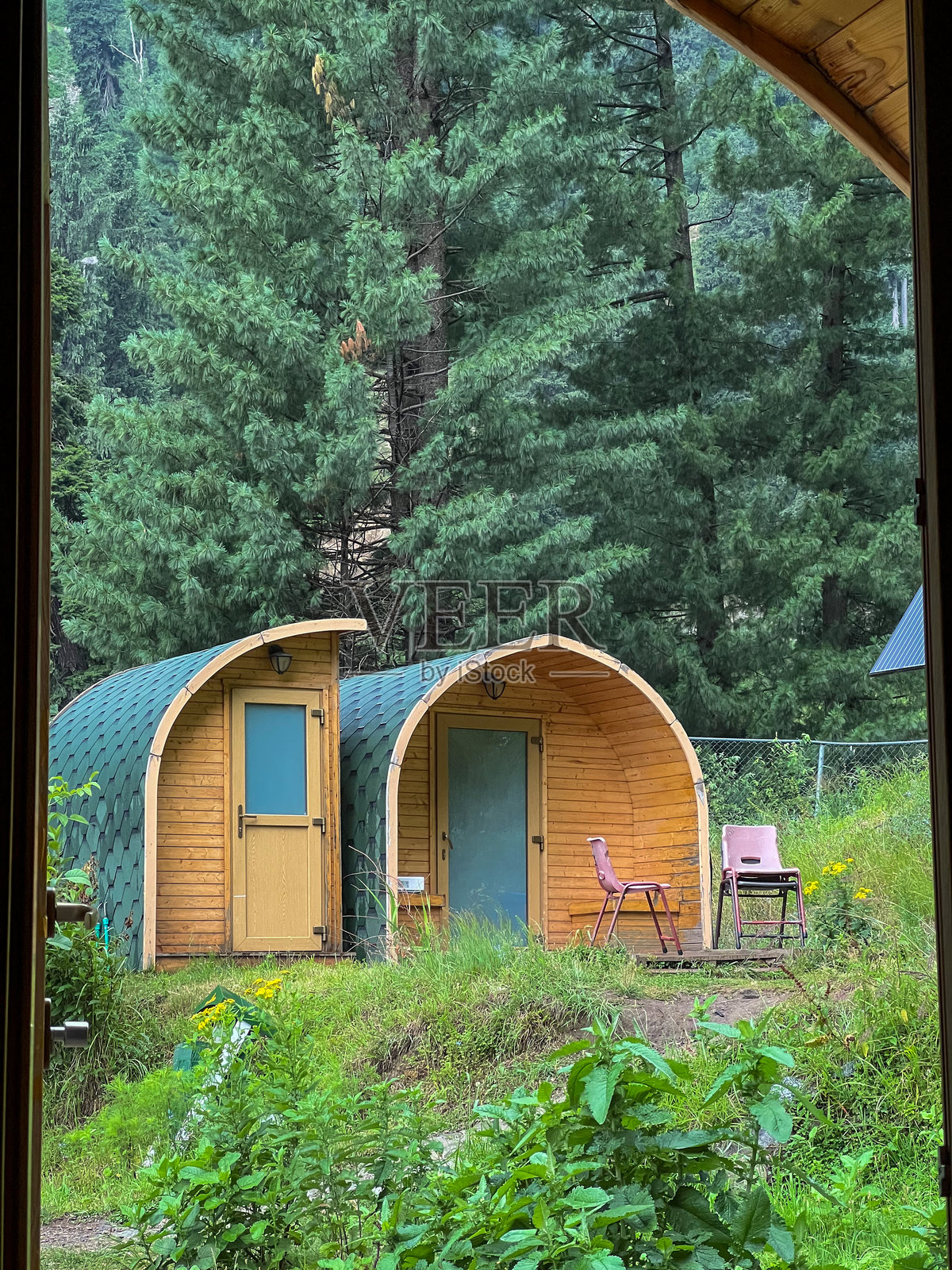 绿色公园里的豆荚照片摄影图片