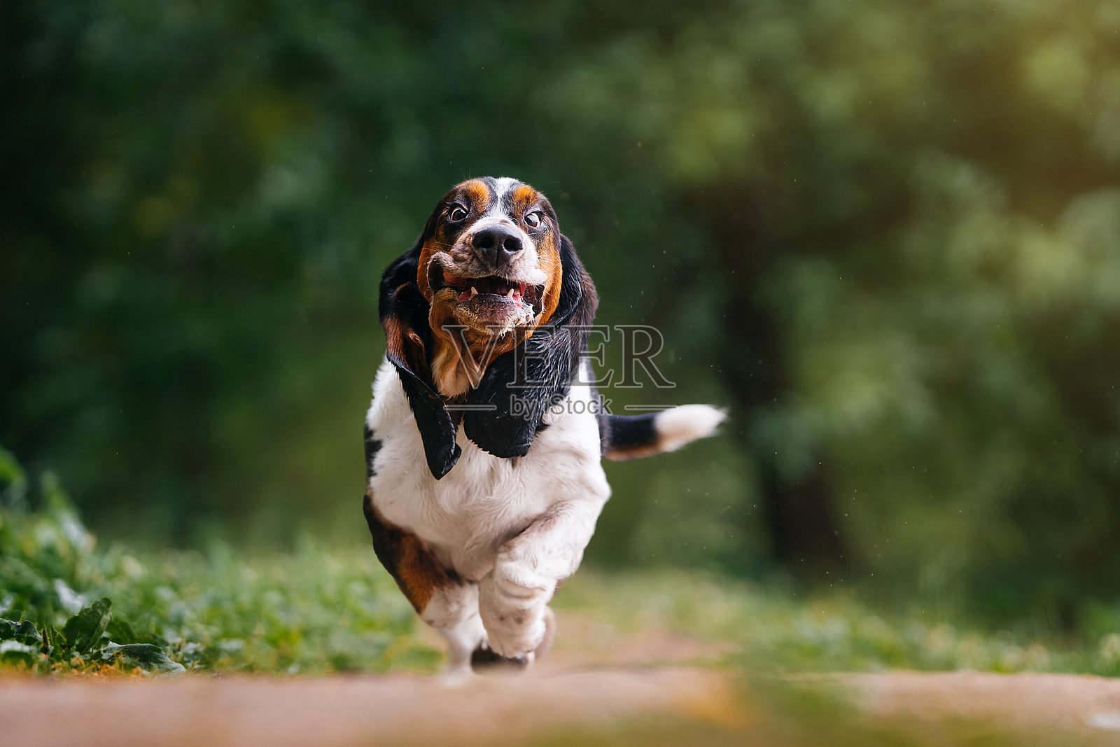 一只搞笑的狗在森林中奔跑。照片摄影图片