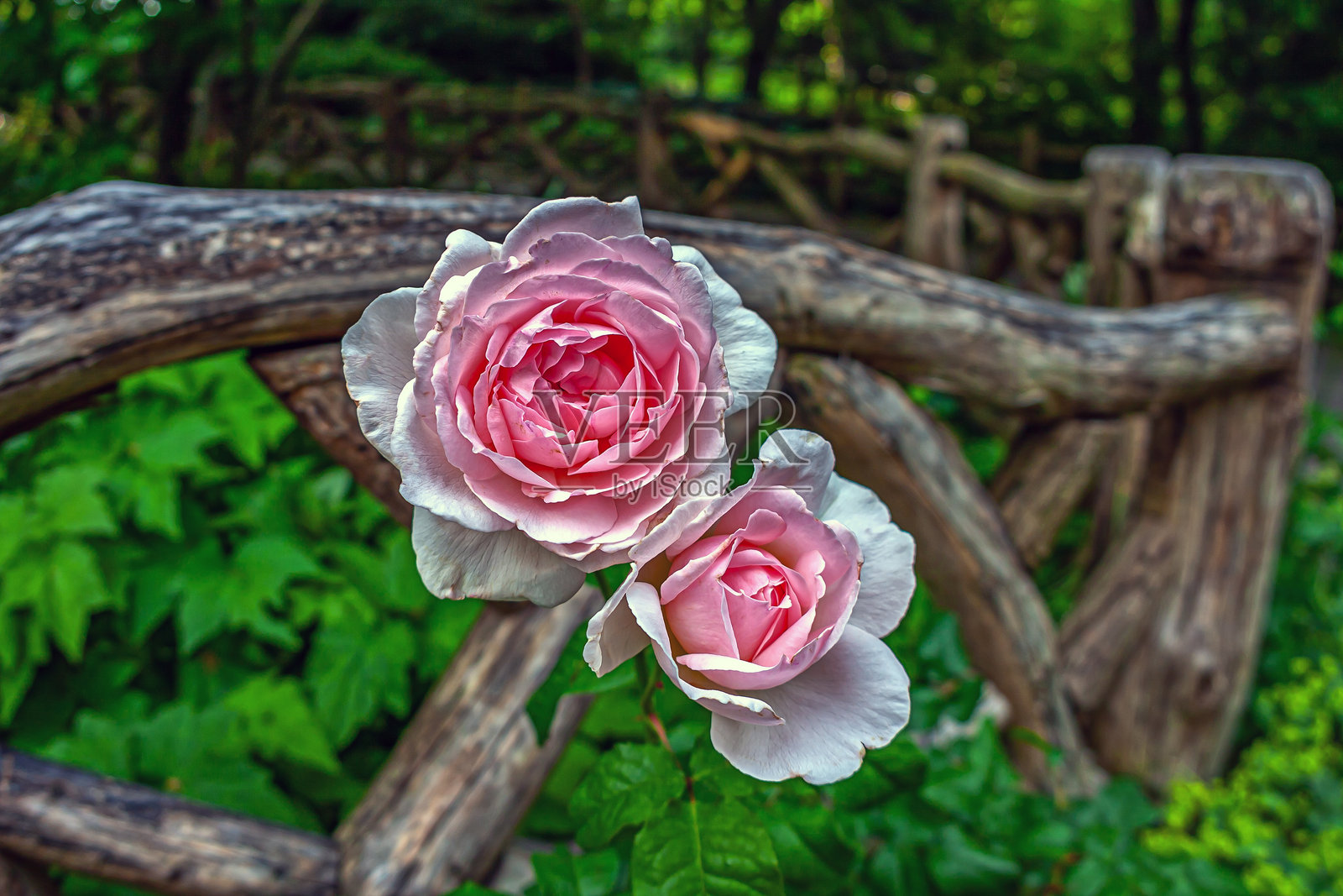 中央公园的莎士比亚花园照片摄影图片