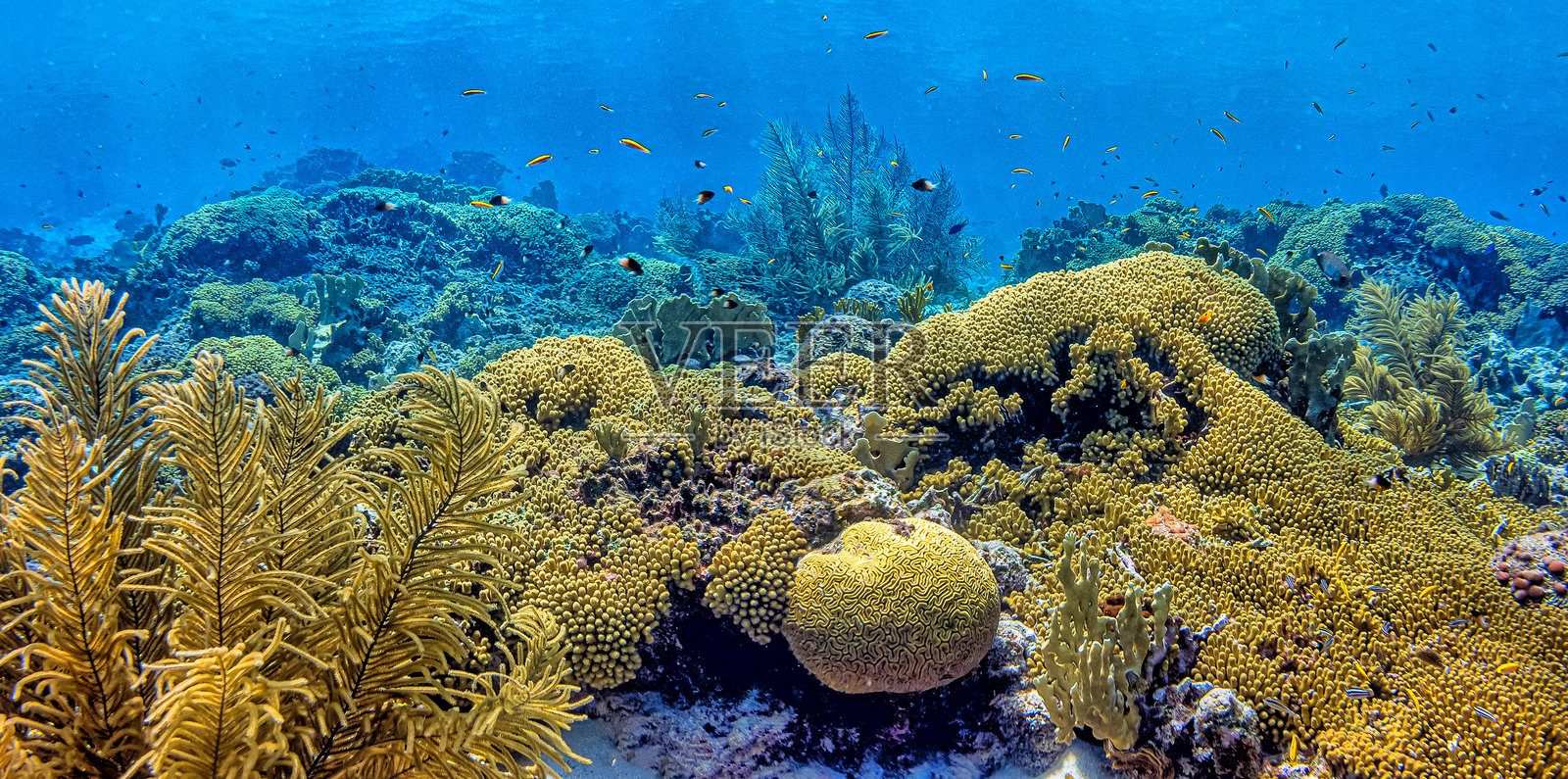 加勒比海珊瑚花园照片摄影图片