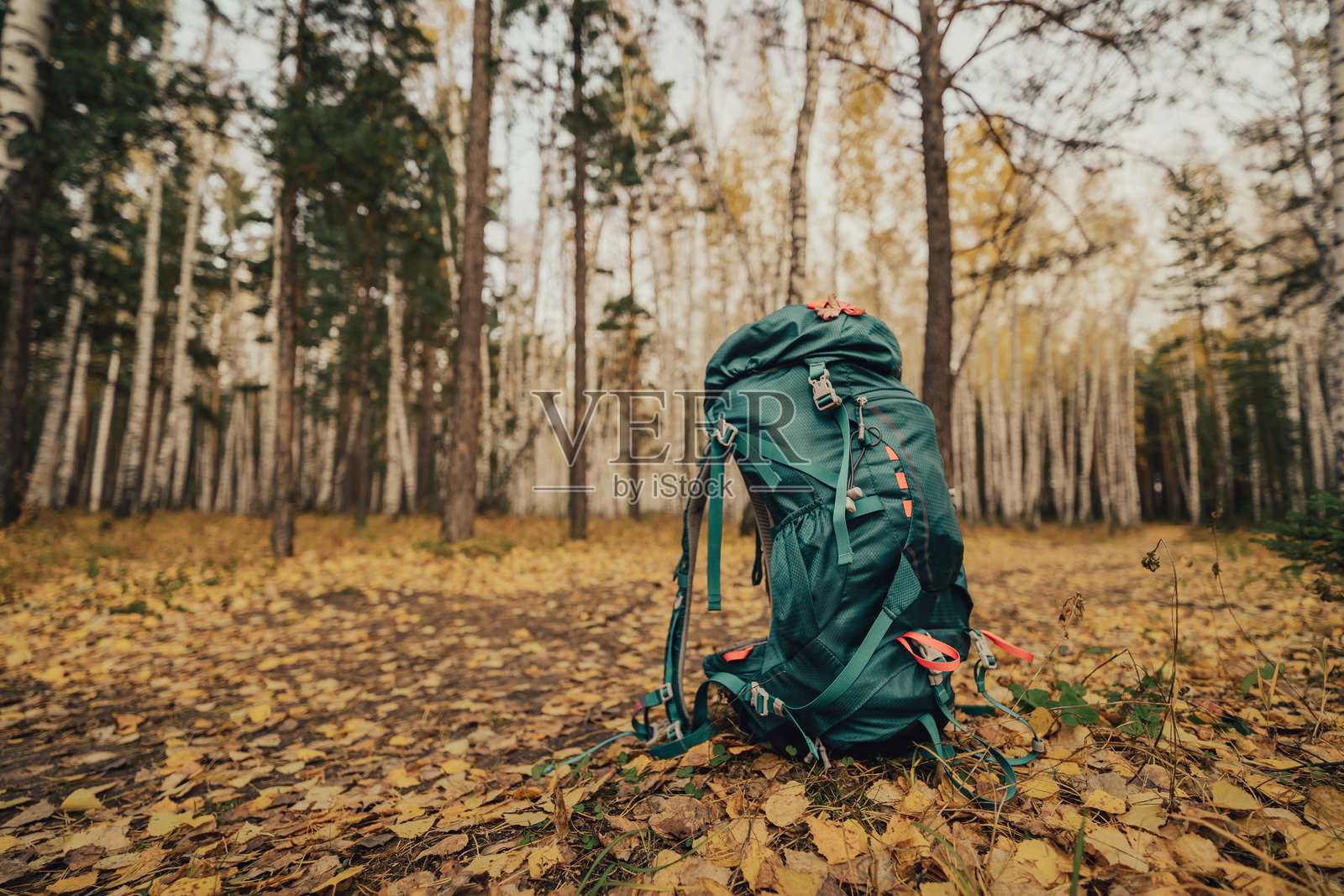 秋季森林中的背包照片摄影图片