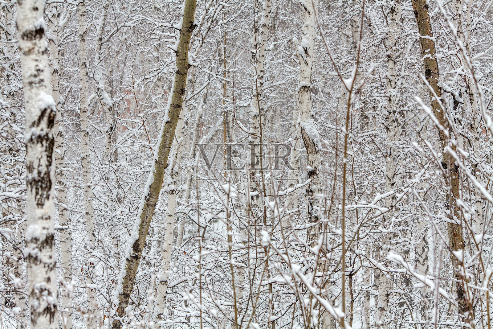 一片茂密的森林场景被新雪覆盖。雪厚厚地落在树枝上，形成一层柔软的白色，与树木的深色树皮形成鲜明对比。照片摄影图片