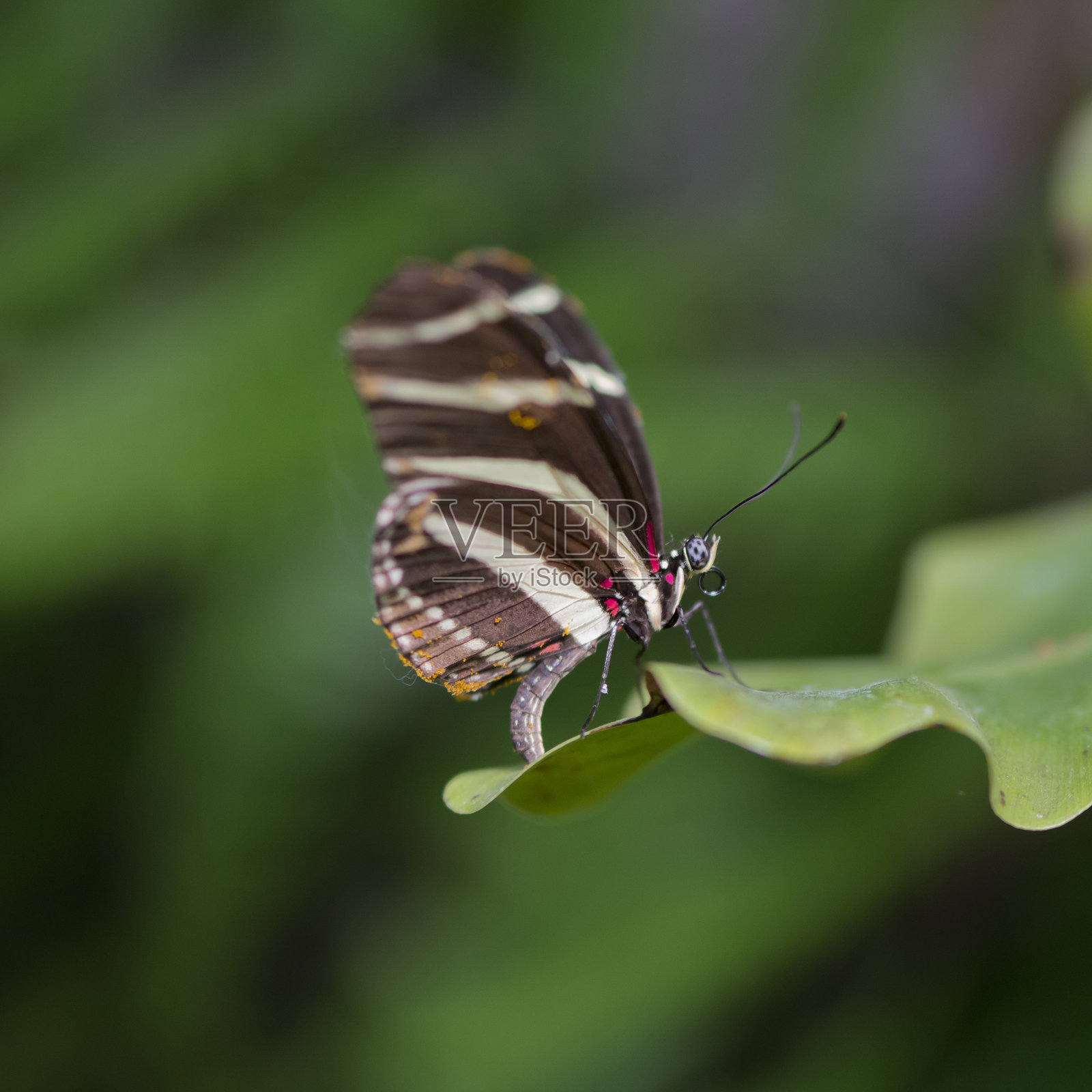一只斑马长翼蝴蝶照片摄影图片