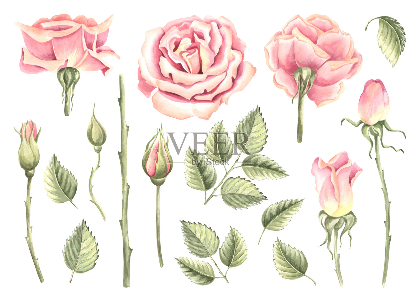玫瑰花与花蕾和绿叶的集合。手绘水彩插图集，独立展示。春季盛开的花园植物。用于邀请函、卡片、婚礼、贴纸和情人节的剪贴画。照片摄影图片