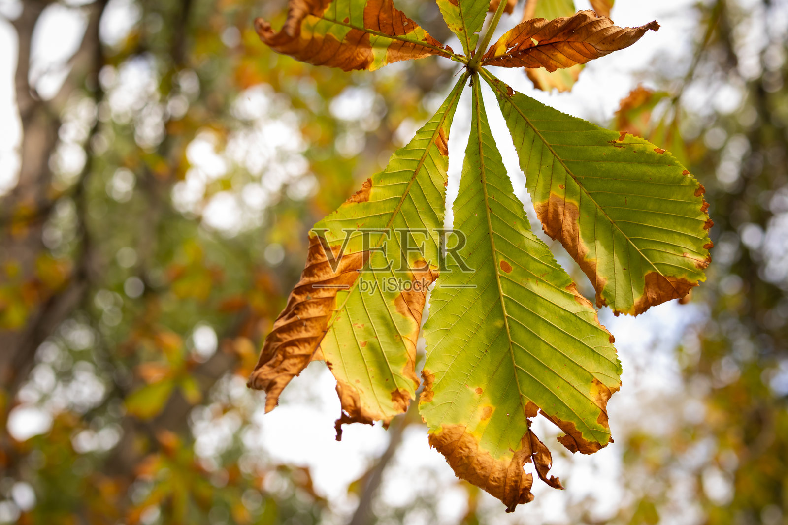 秋季风景，模糊背景中的锈色栗子叶照片摄影图片
