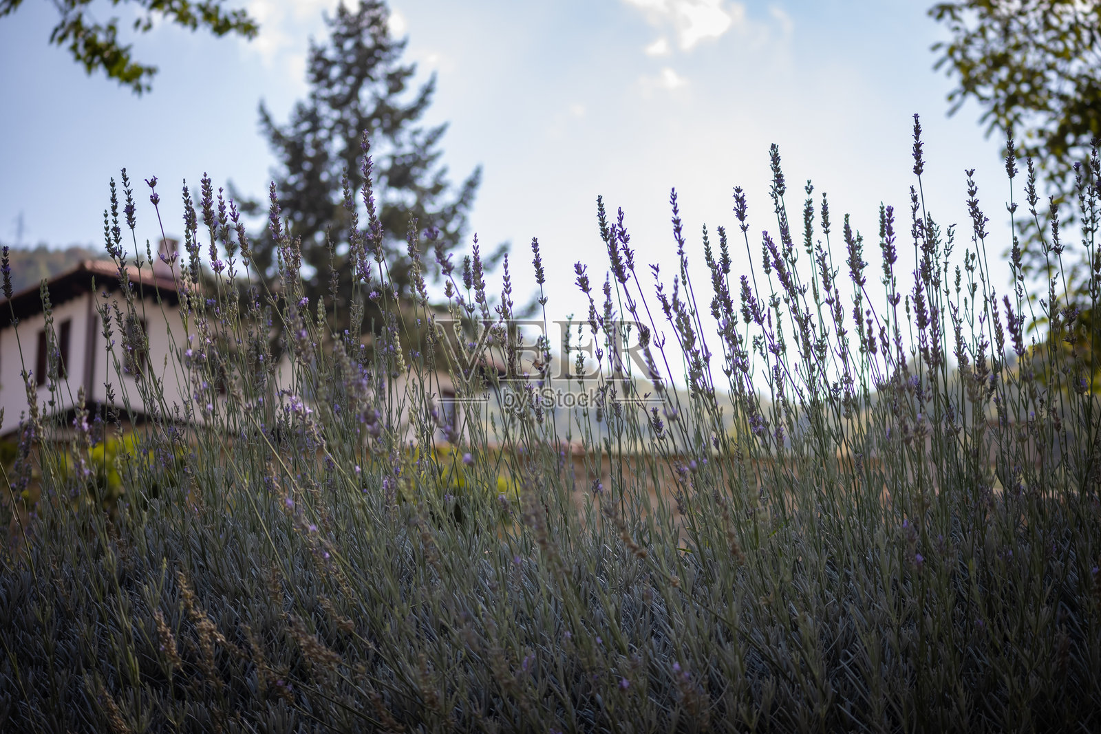 紫色薰衣草田的景观，花朵已准备好采摘。照片摄影图片