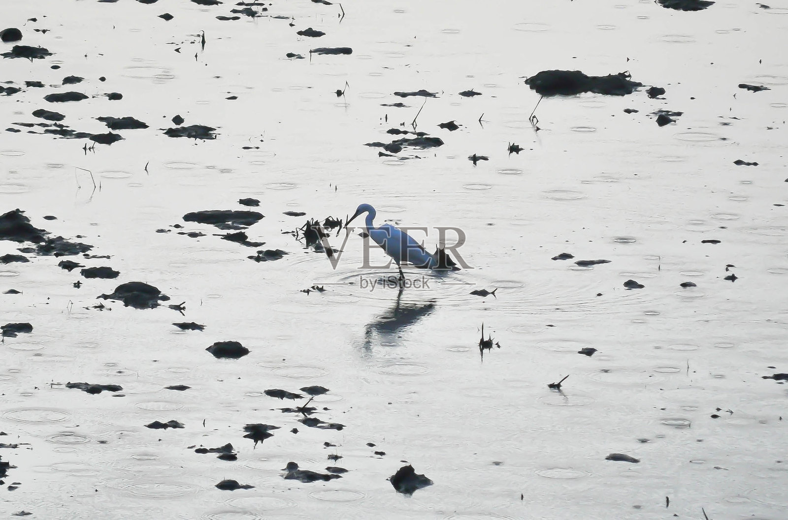 太平洋礁鹭或称为Egretta sacra，鹭鸶照片摄影图片
