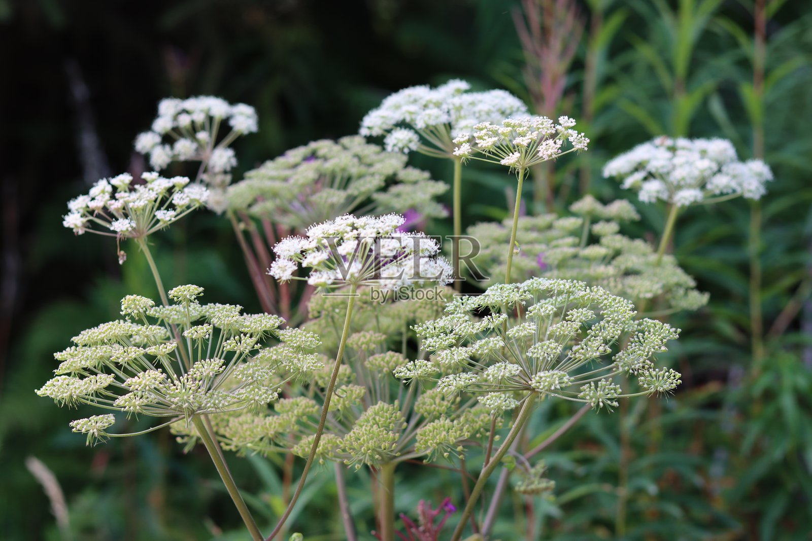 普通猪毛菜花头特写照片摄影图片