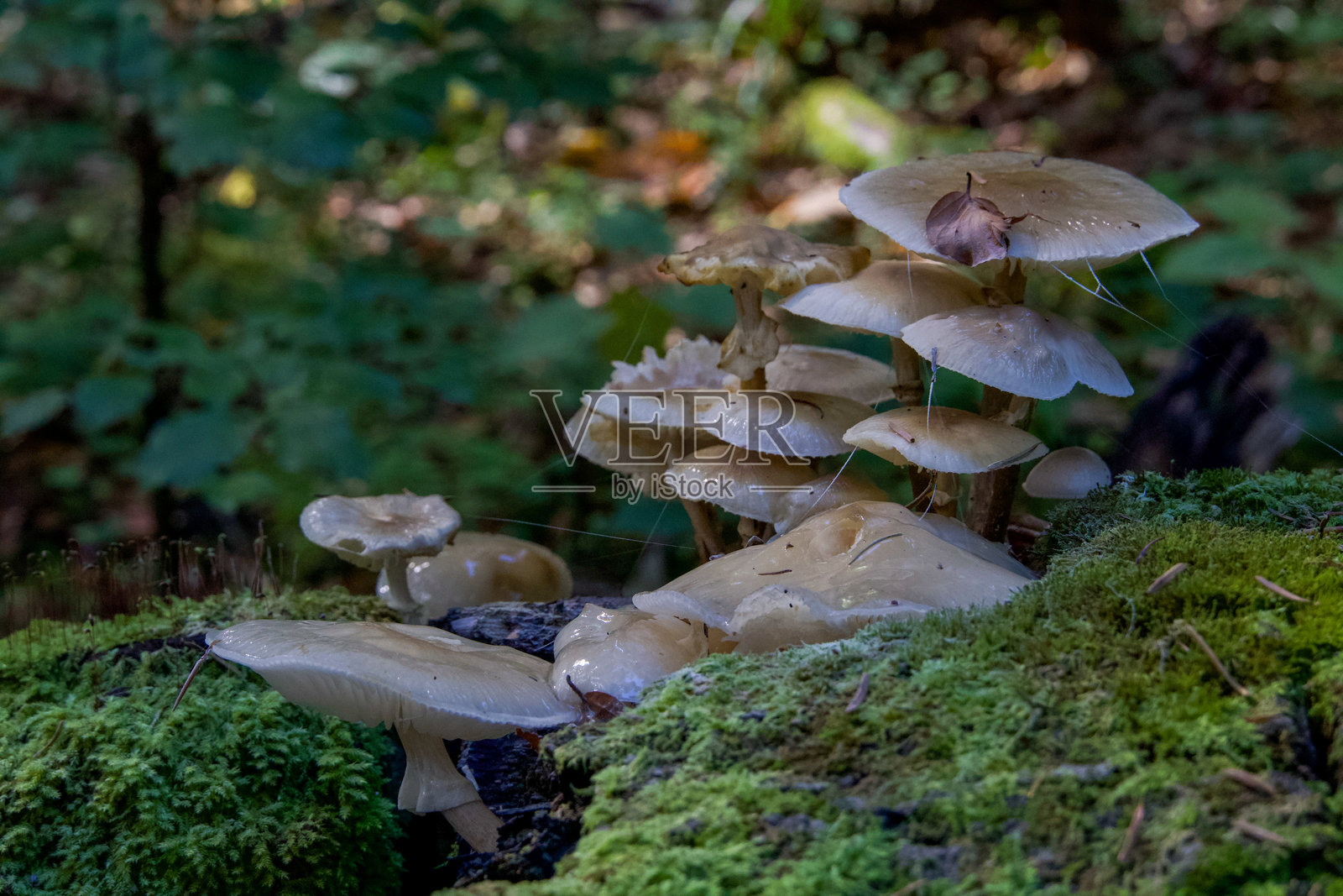 罗马尼亚切阿胡山脉的森林中的蘑菇照片摄影图片
