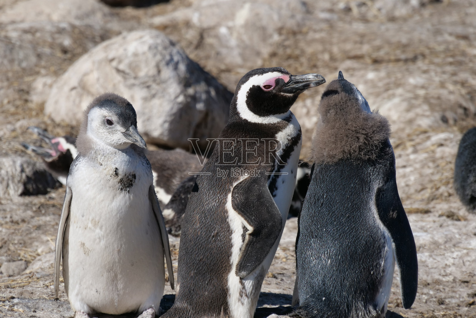 一群马格兰企鹅（Spheniscus magellanicus）幼鸟在岩石上晒太阳并换羽。照片摄影图片