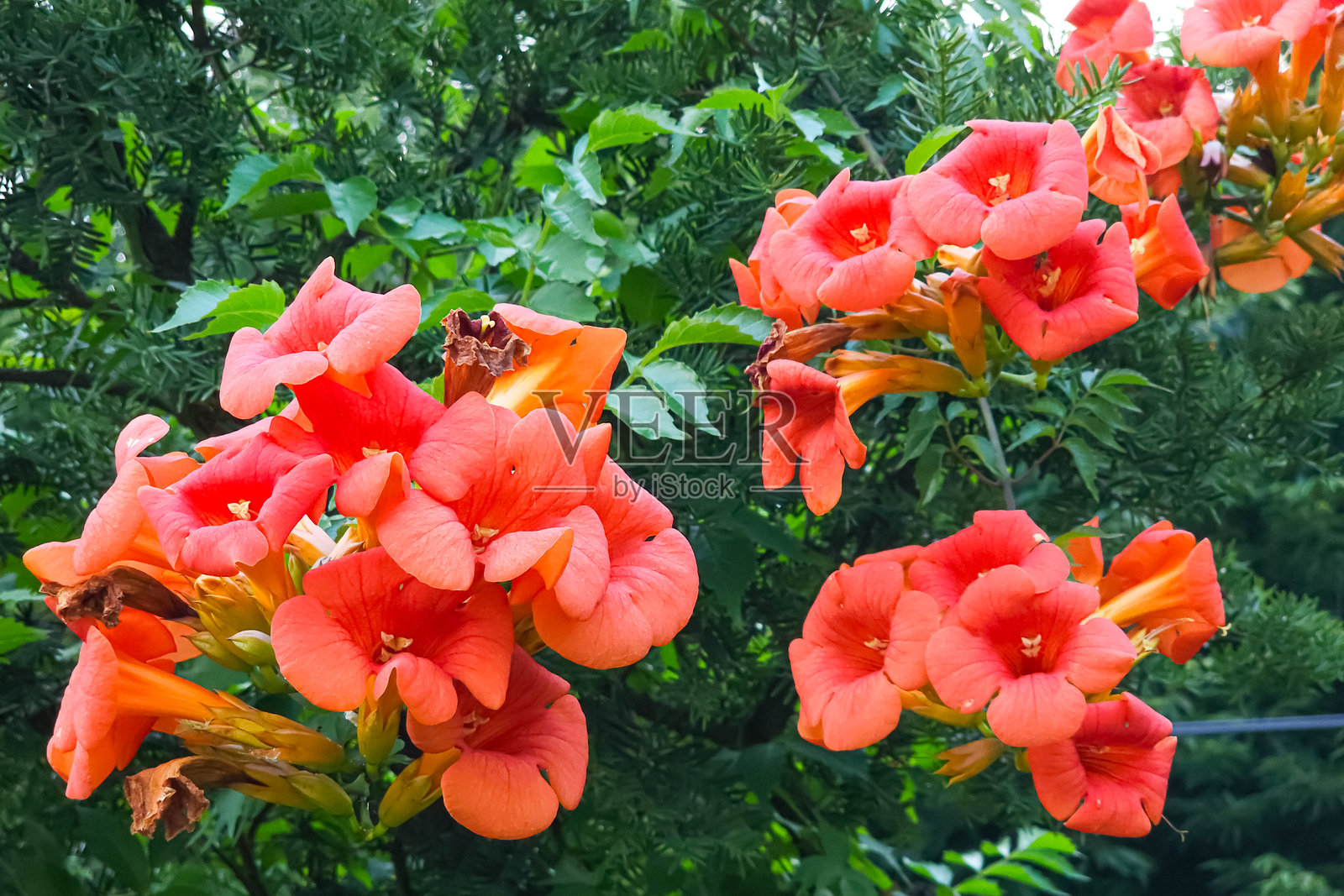 花园中的红色花朵照片摄影图片