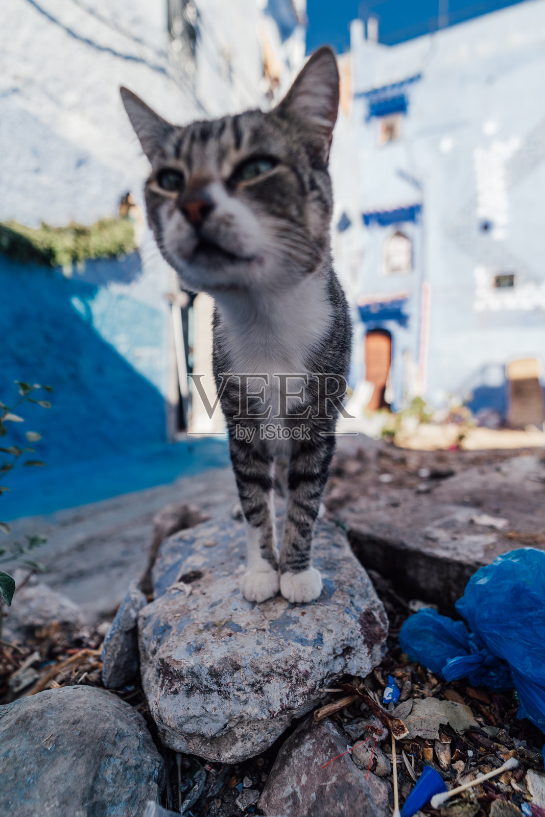 摩洛哥的猫咪照片摄影图片