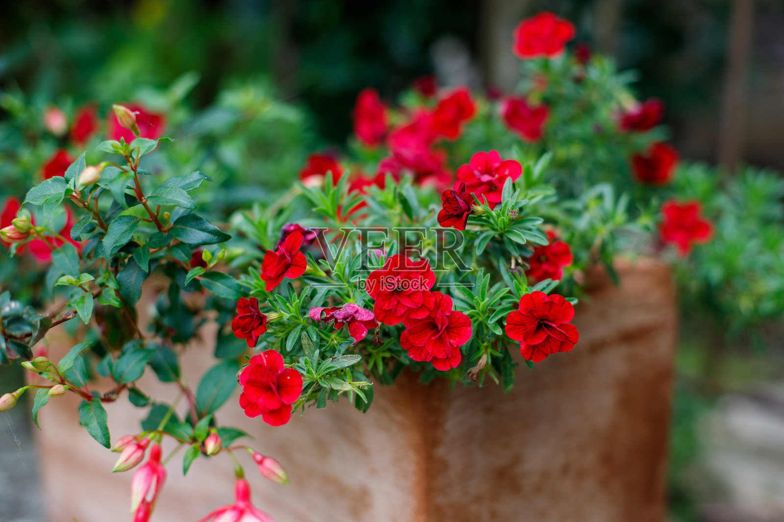 卡利布拉乔在花盆中盛开。秋季花卉适合花园和阳台。照片摄影图片