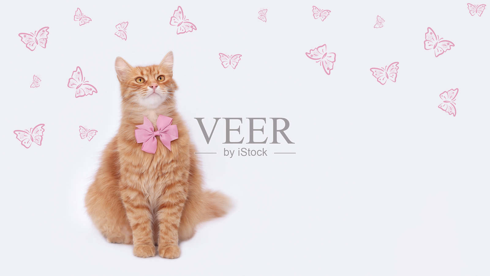 脖子上系着粉色蝴蝶结的姜黄色猫。蝴蝶在飞舞。情人节、爱、友谊和亲情。与情人节相关的概念和设计。美丽的猫。贺卡。生日快乐。照片摄影图片