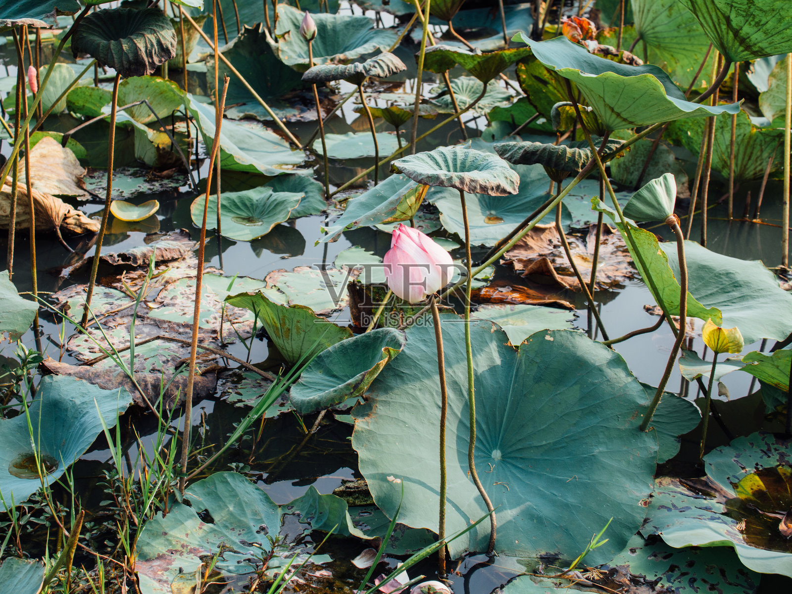 水中的莲花照片摄影图片