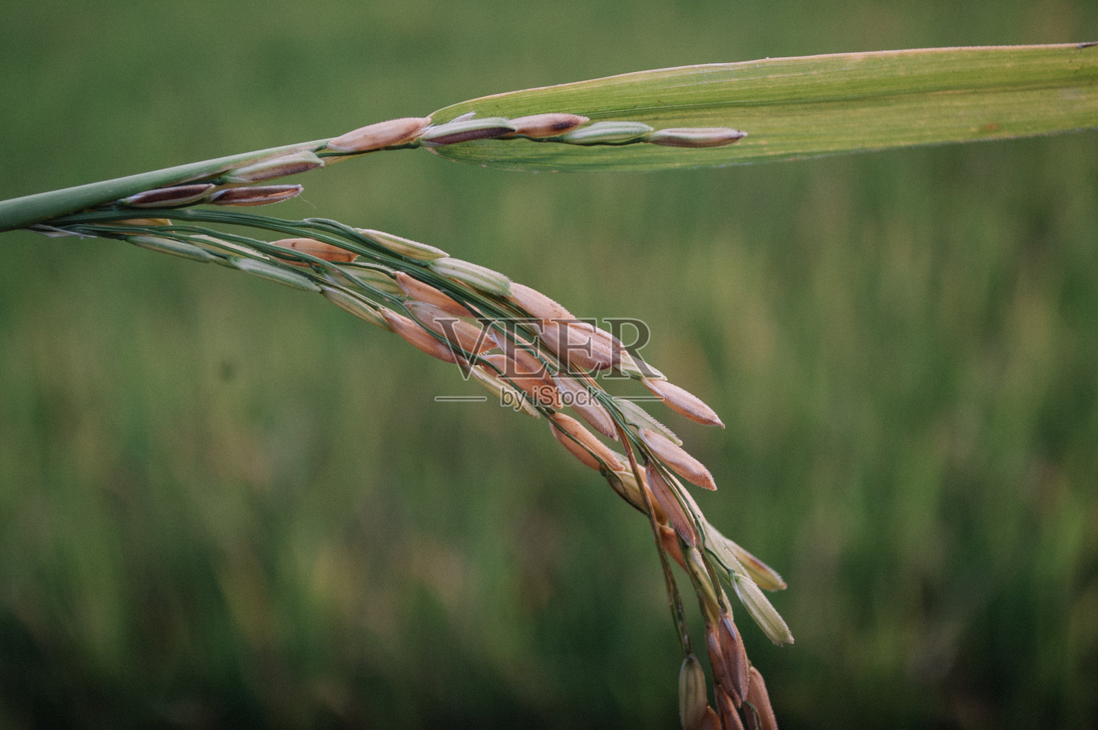 稻田特写照片摄影图片
