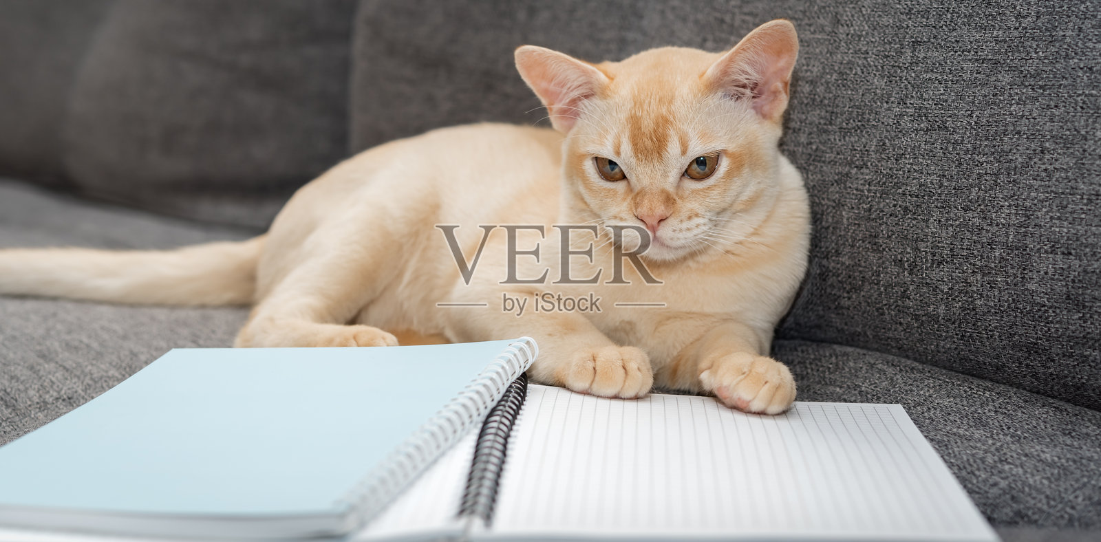 可爱的 kitten 坐在沙发上，旁边有笔记本和一支笔。照片摄影图片