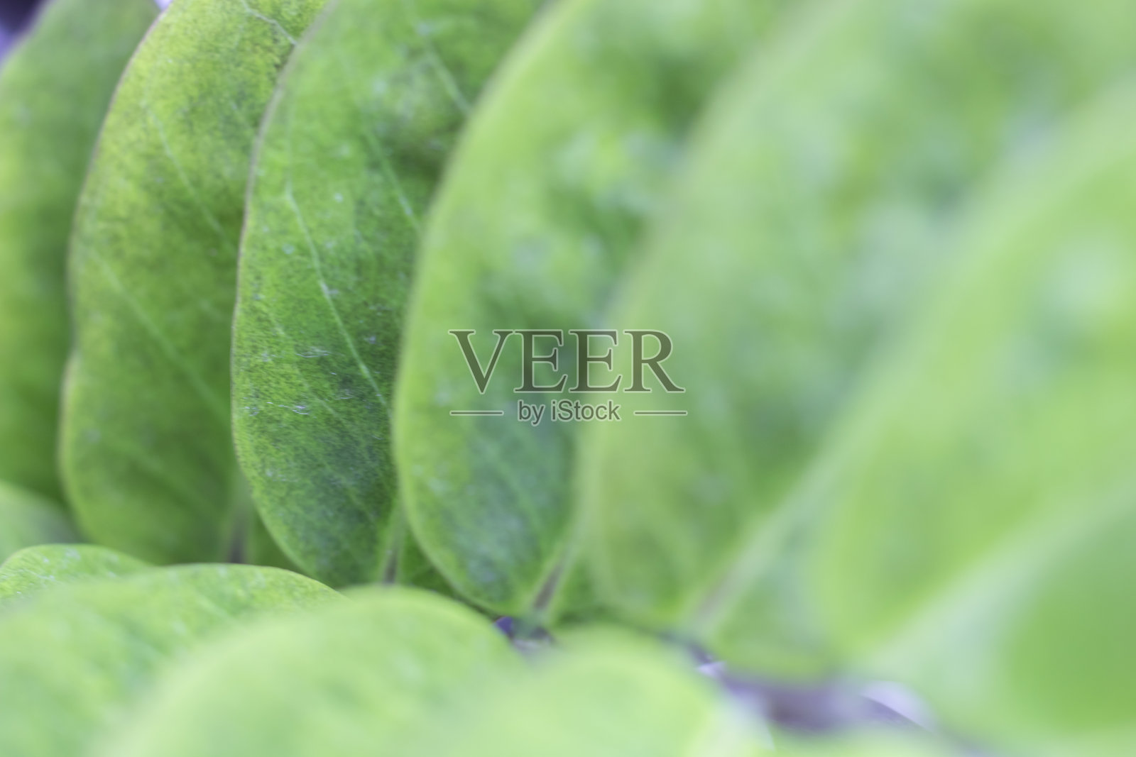 模糊背景下的绿叶特写，黑色龟背竹，室内植物 - 黑色龟背竹ZZ植物，稀有的阿罗伊德空气净化器照片摄影图片