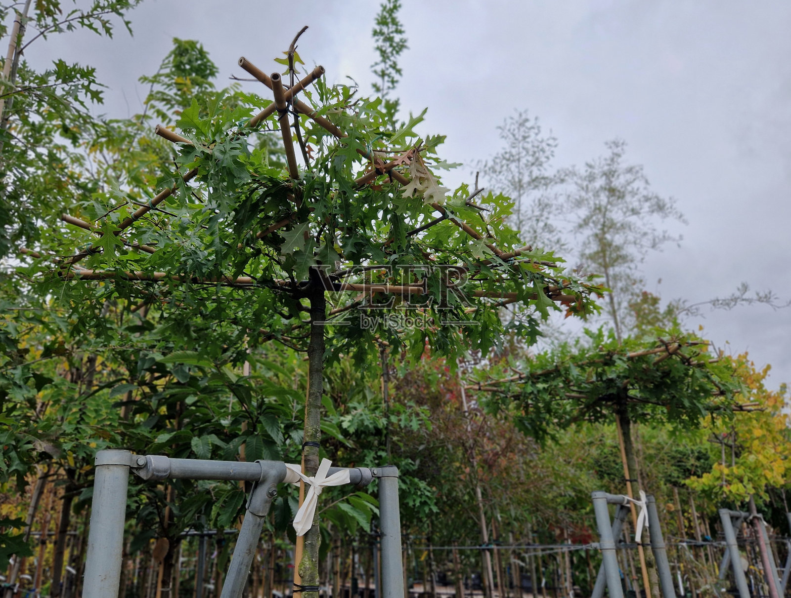 平头伞形的梧桐树，树枝呈竹子结构。树下是木制露营长桌。照片摄影图片