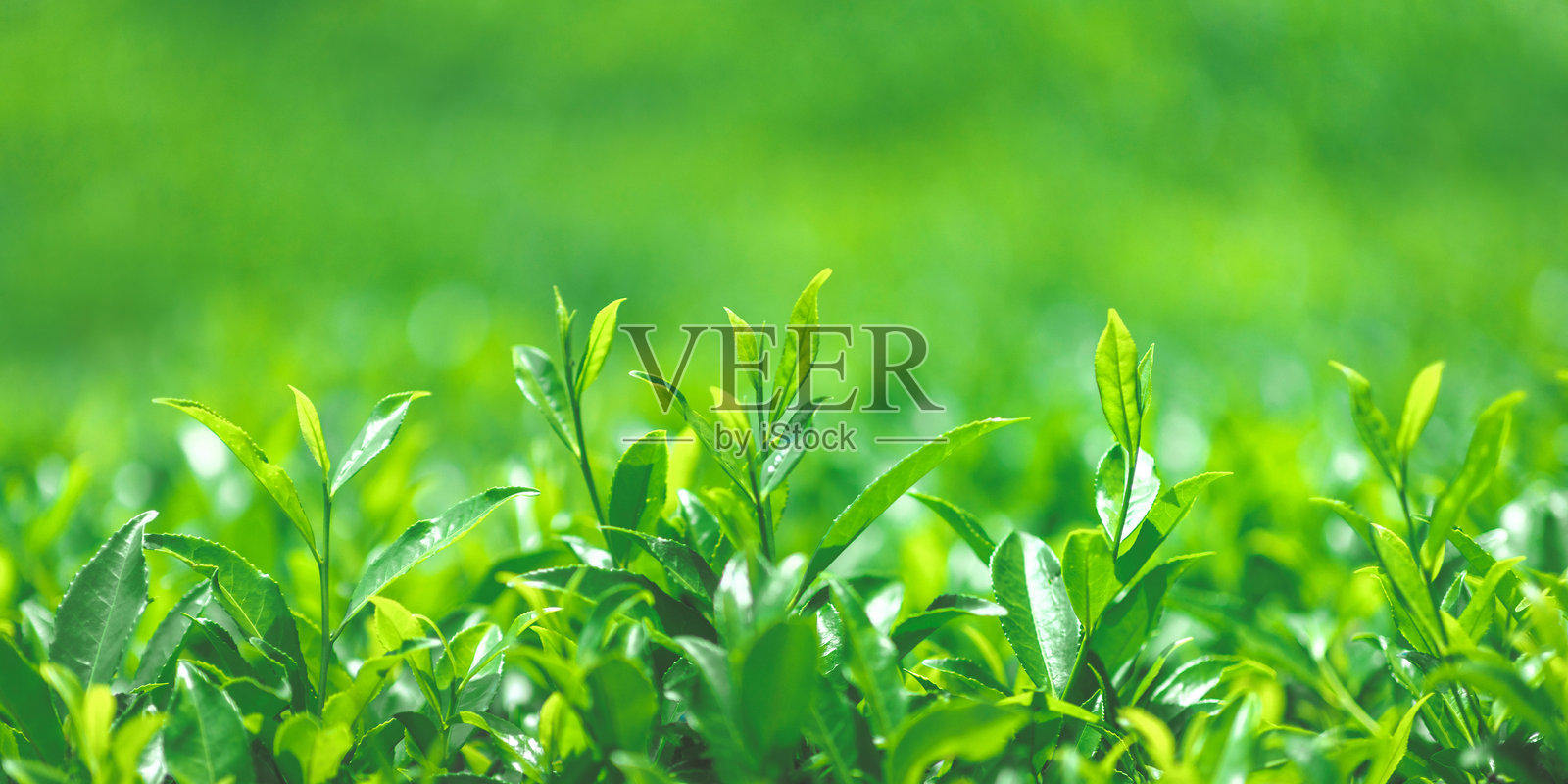 斯里兰卡茶园中新鲜绿茶叶的特写照片摄影图片