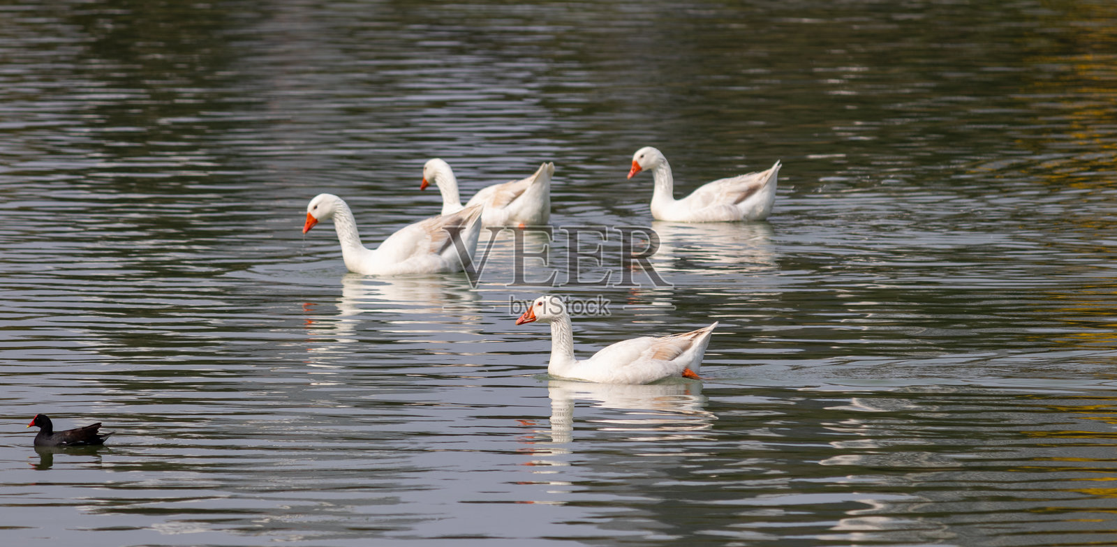 在巴西巴拉那州库里提巴的巴里古伊公园拍摄的照片。照片摄影图片