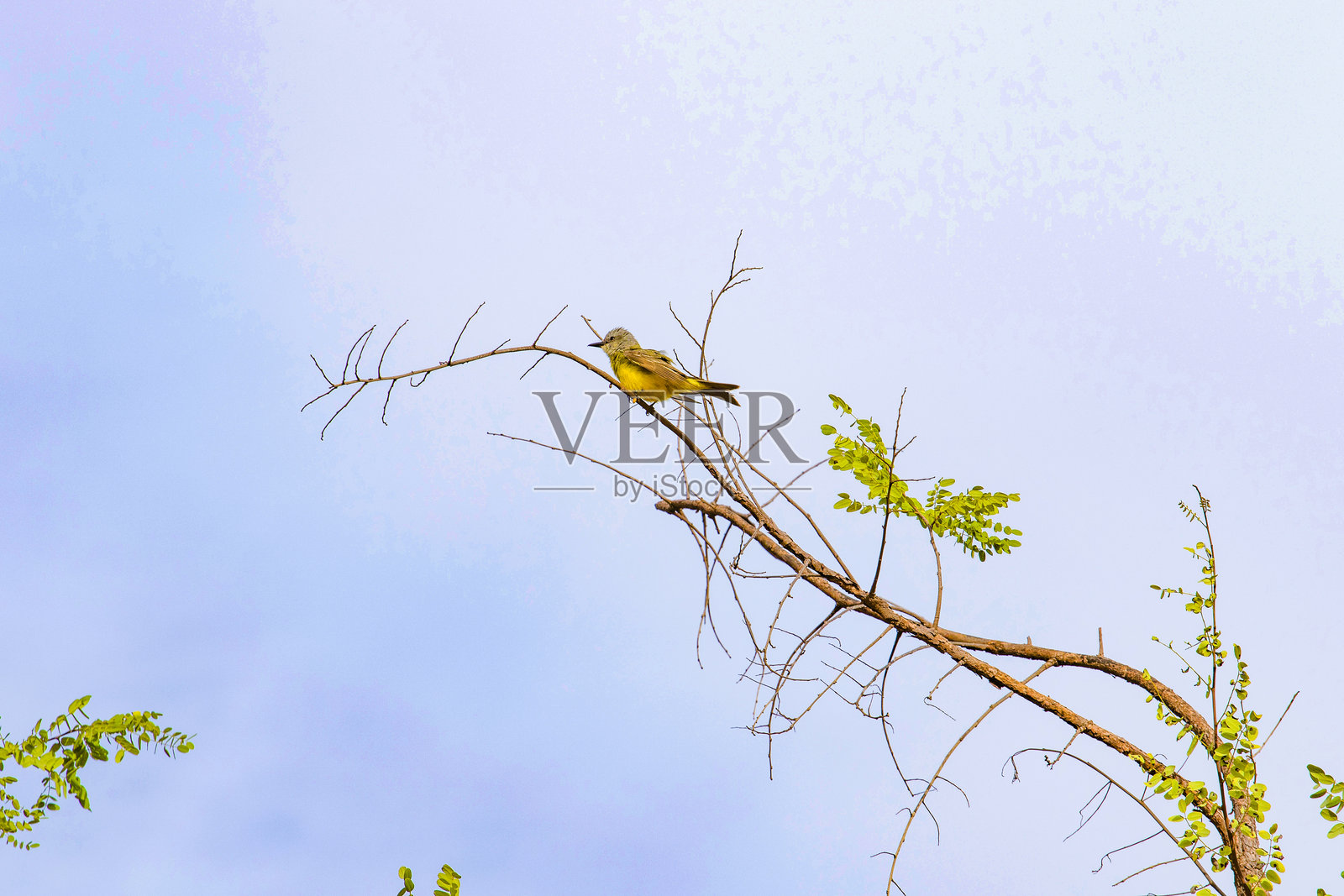树顶上的黄色小鸟，蓝天映衬下的美好一天照片摄影图片