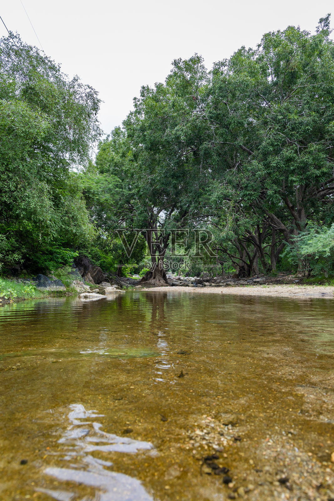 宁静的雨林场景，清澈的河水和茂密的绿色植被在晨光中。照片摄影图片
