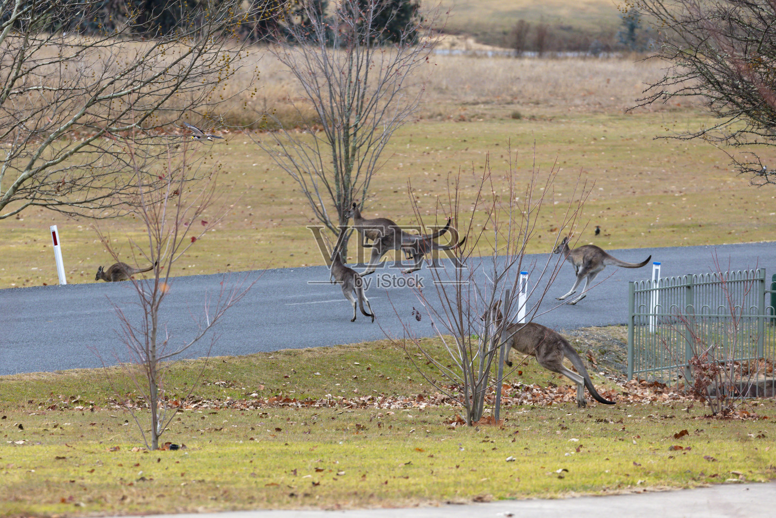澳大利亚袋鼠在雪山的公路上跳跃照片摄影图片