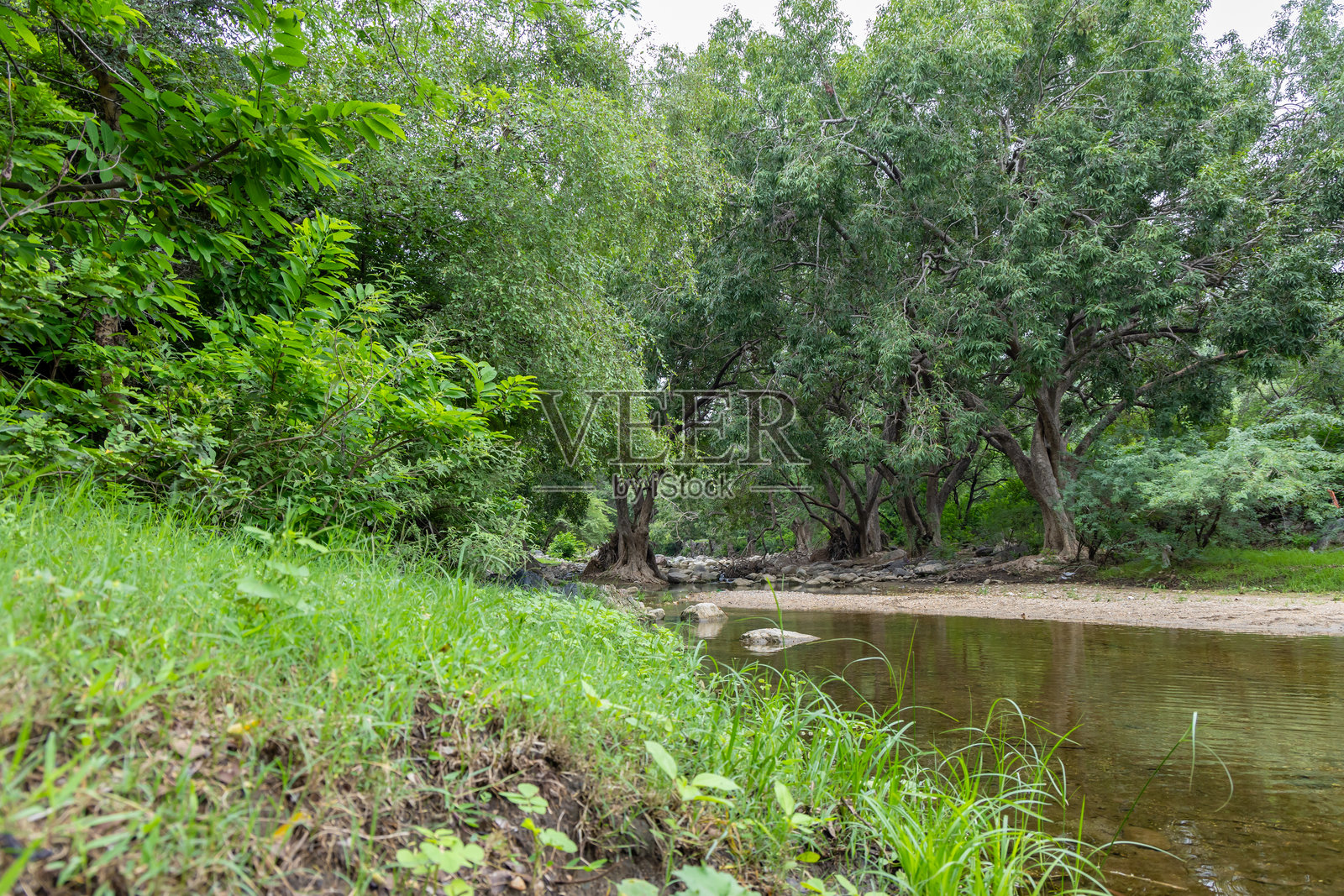 宁静的雨林场景，清澈的河水和茂密的绿色植被在晨光中。照片摄影图片