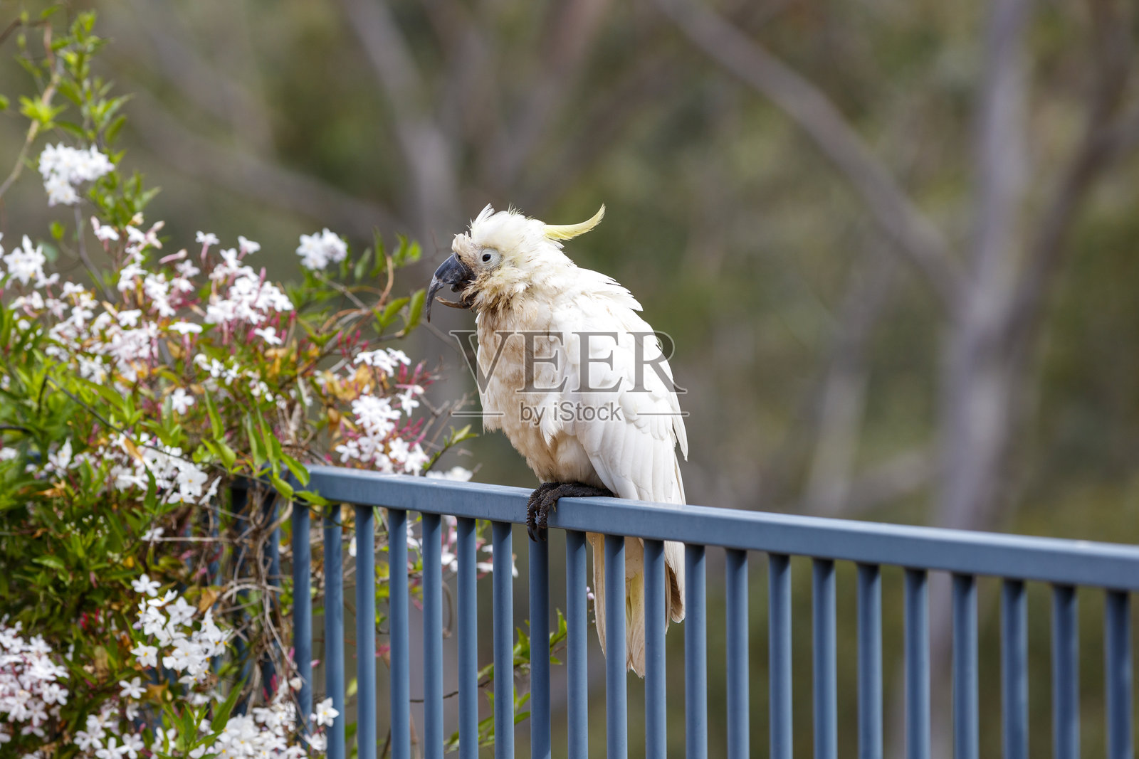 一只看起来疲惫不堪的老鹦鹉在休息照片摄影图片