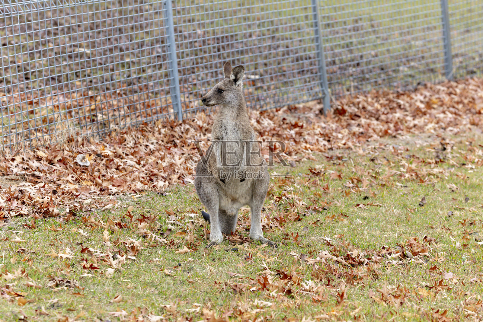 一只袋鼠站在雪山的草地上照片摄影图片