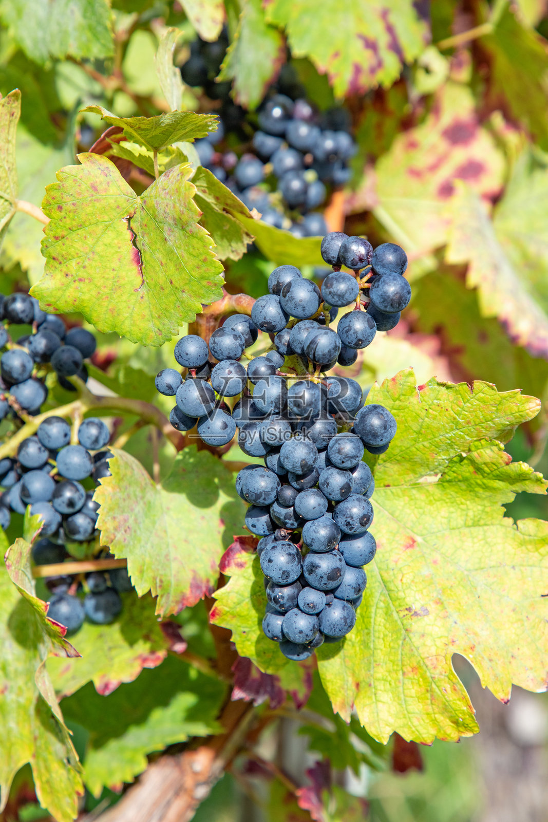 优质红酒的特朗宁葡萄藤细节照片摄影图片