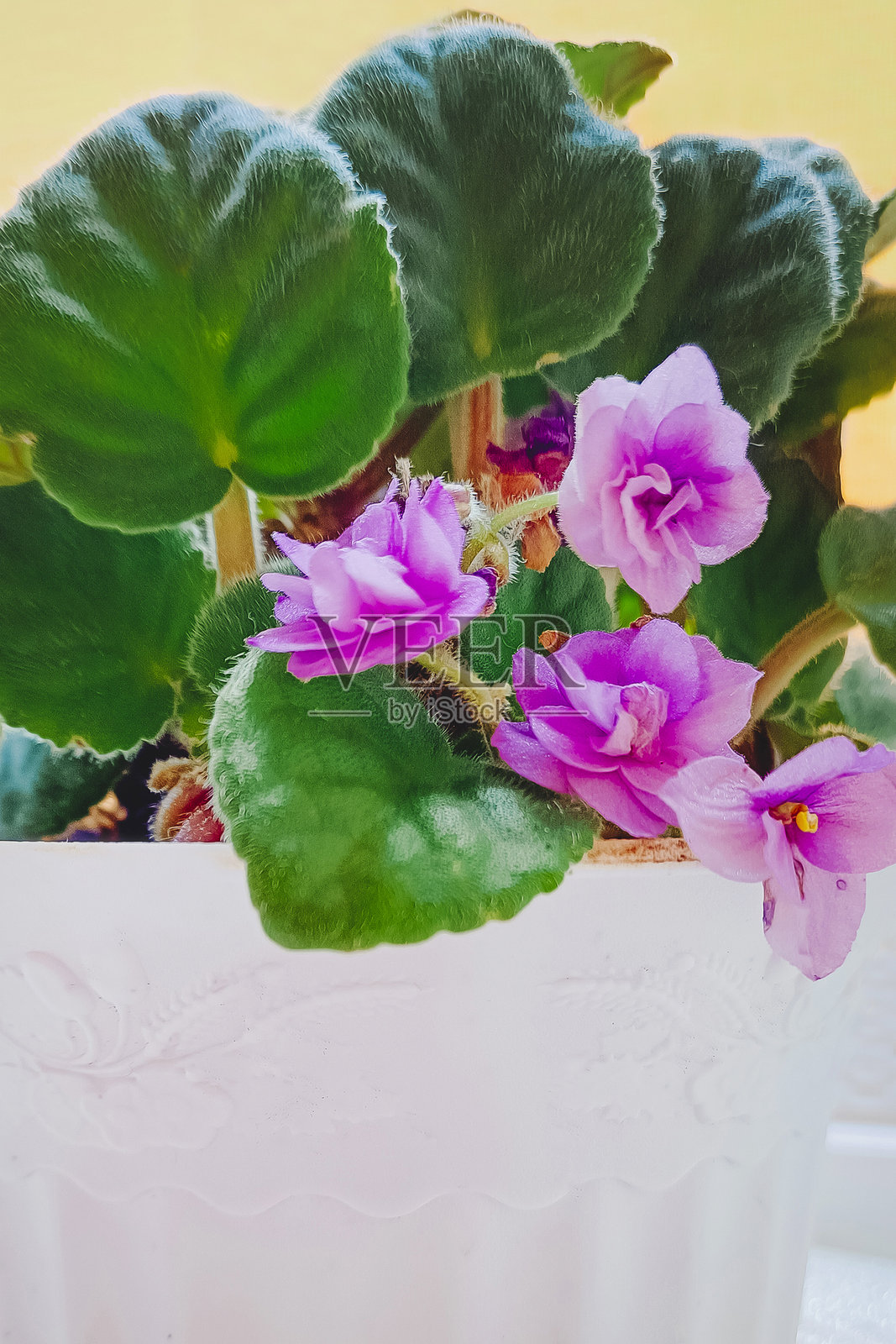 紫色花朵在窗台的花盆中生长。竖版照片。照片摄影图片