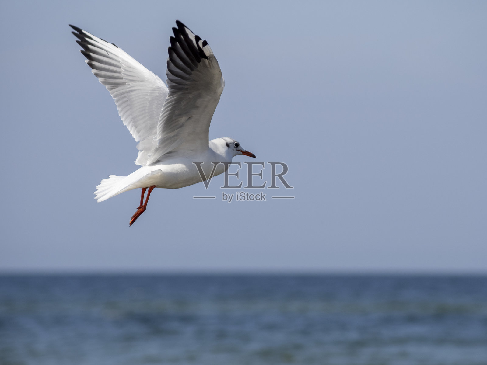 白色海鸥在海面上空飞翔。照片摄影图片