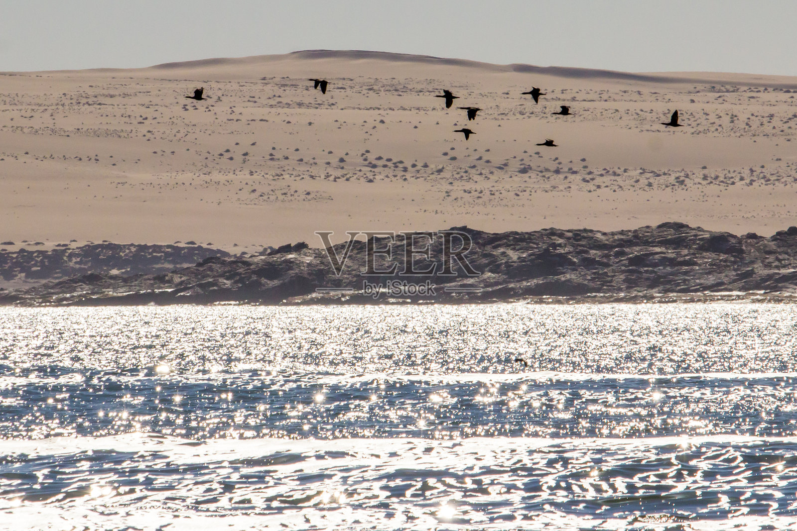 一小群鸬鹚在大西洋上空飞翔，背景是纳米布沙漠的沙丘。照片摄影图片