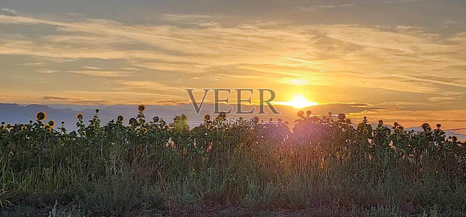 向日葵苏醒照片摄影图片