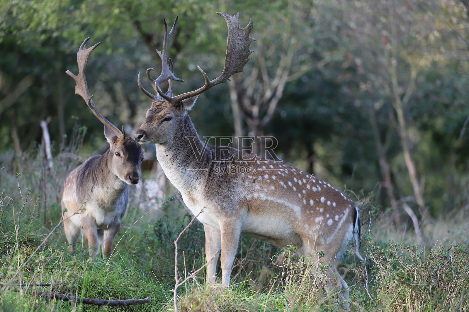两只带角的梅花鹿在森林中站立，背景是树木。照片摄影图片