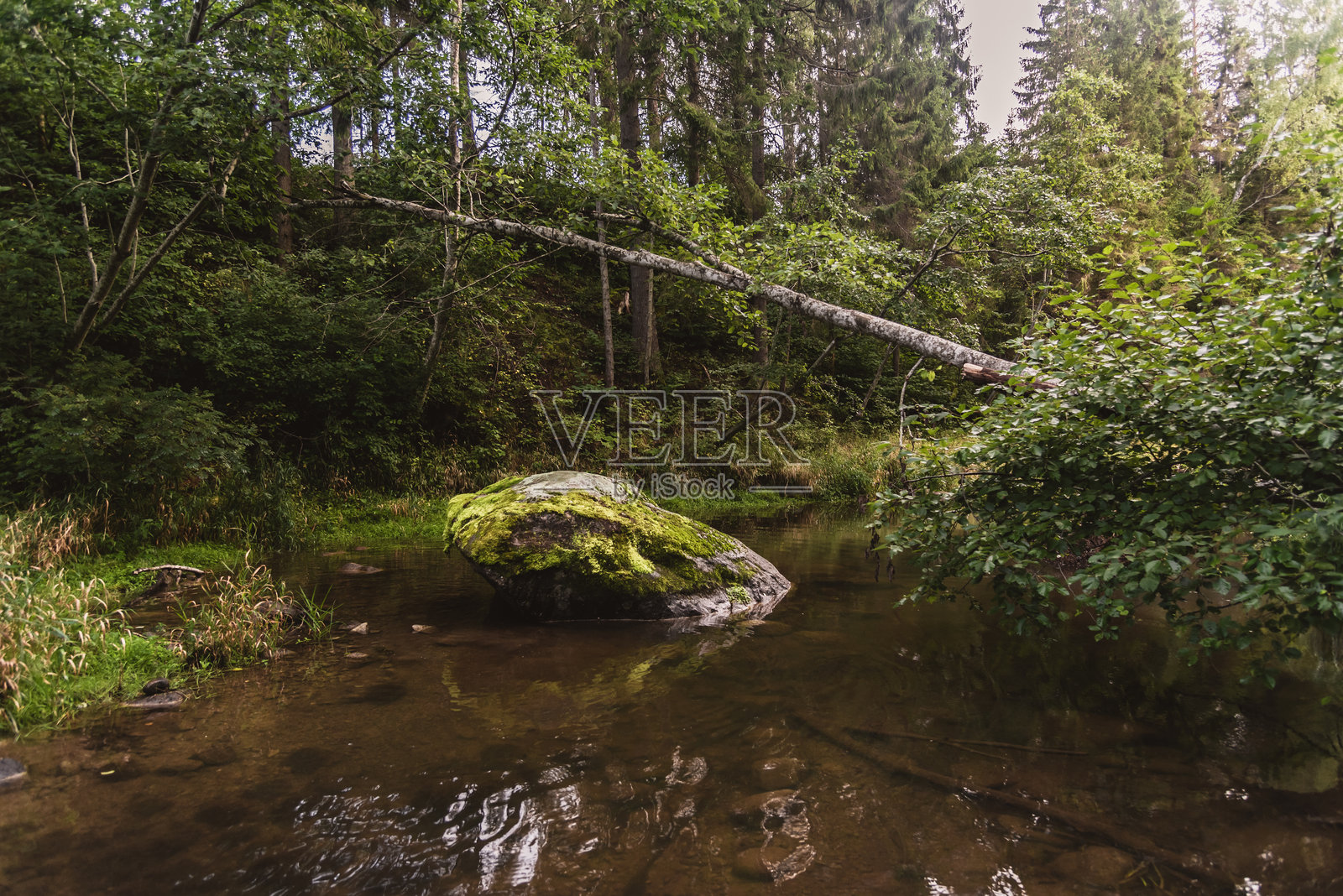 拉脱维亚Viesata河自然小径上的大石头，九月时节照片摄影图片