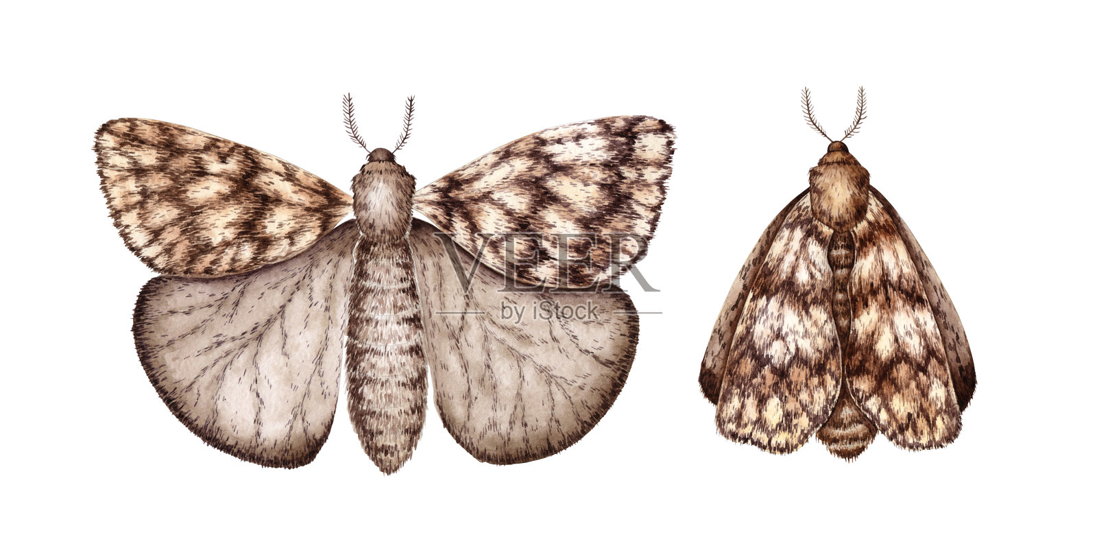 一组两只棕色水彩蛾子照片摄影图片