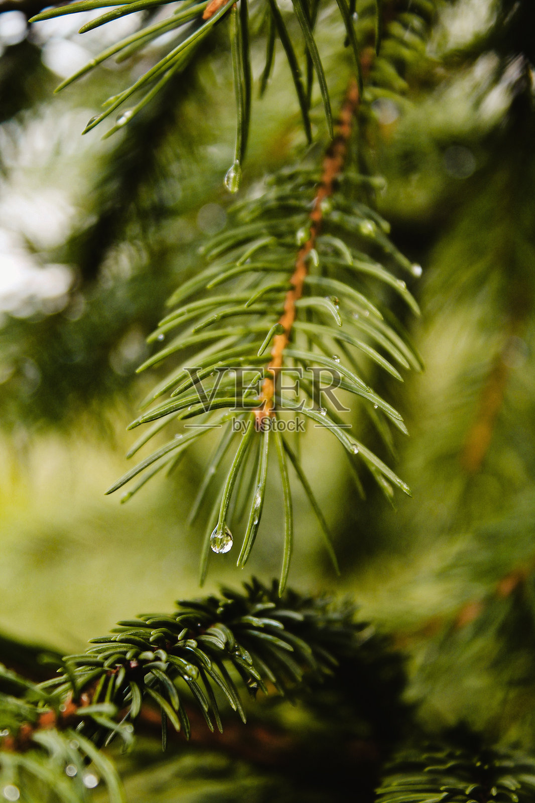美丽的绿色松树枝特写，带有水滴，喀尔巴阡山脉照片摄影图片