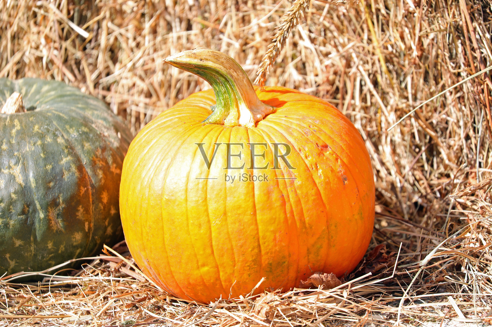 秋天的橙色南瓜放在干草上，是万圣节和丰收季节的象征。照片摄影图片