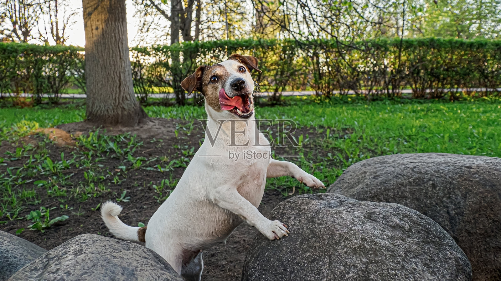 狗。杰克罗素梗。微笑搞笑狗的肖像。宠物。照片摄影图片