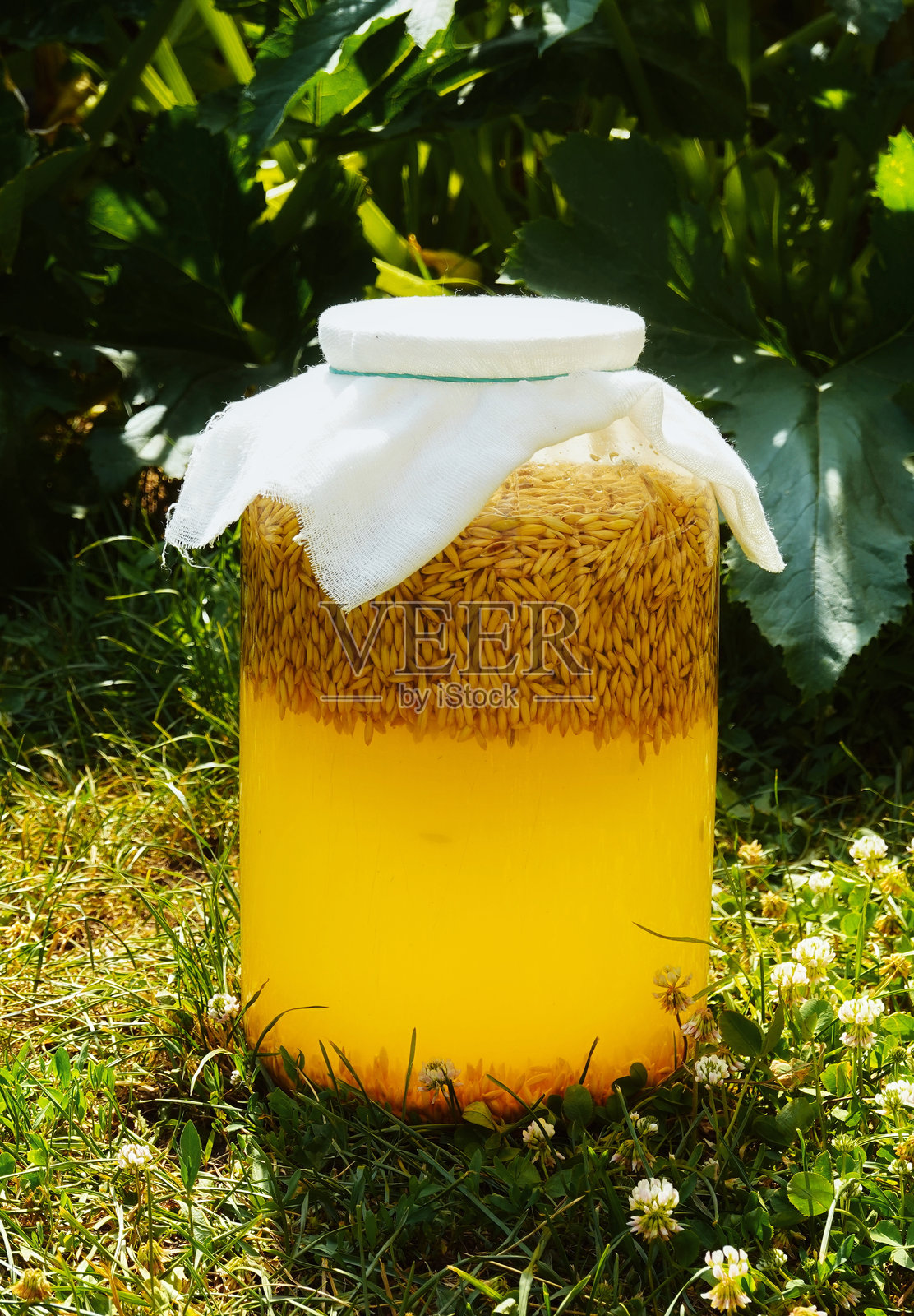 后院特写中的发酵饮料罐，黄绿色调，纯天然照片摄影图片