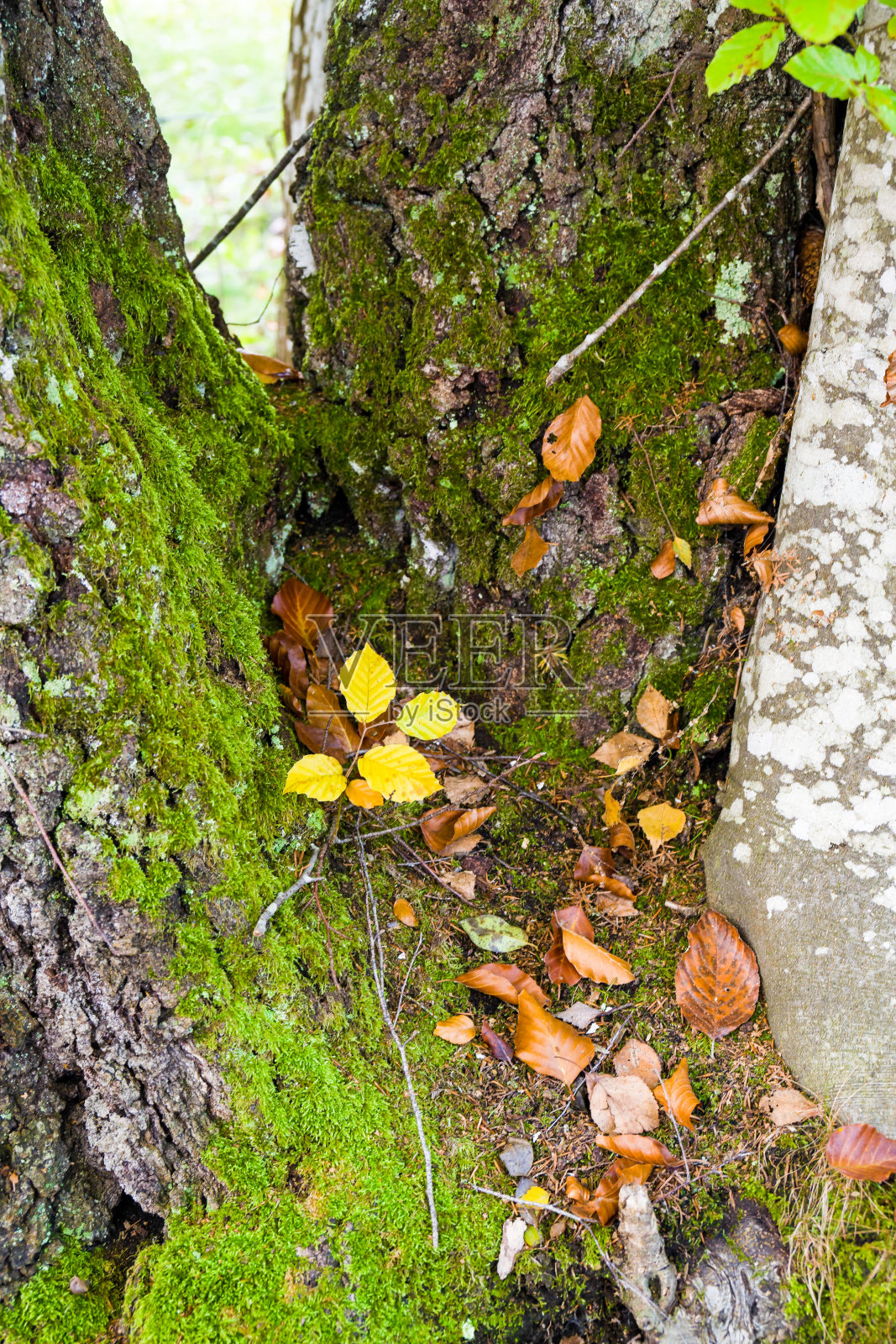 枯萎的叶子在树枝分叉处照片摄影图片
