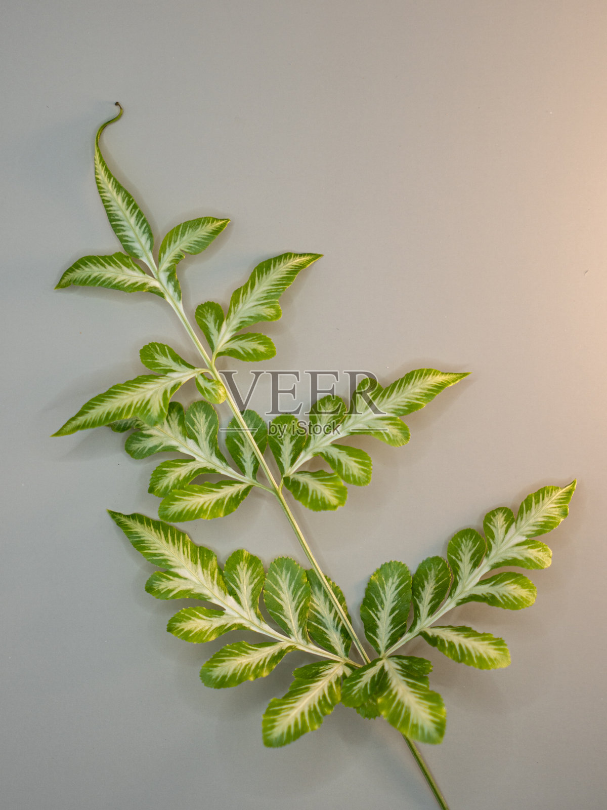 一盆绿色和白色斑驳植物在柔和的灰色背景下静谧展示，展现了自然的对称与色彩对比。照片摄影图片